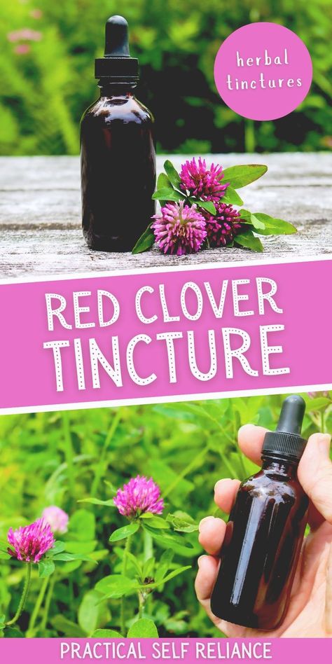 Red Clover Tincture: Herbalism for Beginners - Foraging for red clover is easy and this herbal tincture recipe is a great way to use red clover flowers. By making a tincture, you'll have a potent and effective herbal remedy at your fingertips whenever you need it. Learn how to make red clover tincture with this simple herbalism recipe. Transform this beautiful edible plant into an effective and affordable herbal medicine.