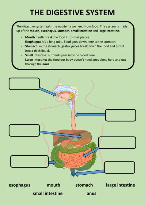 Body systems interactive worksheet for 3º. You can do the exercises online or download the worksheet as pdf. Science Digestive System, Teaching Body Systems, Digestive System For Kids, Medical Interpreter, Digestive System Diagram, Anatomy For Kids, Digestive System Worksheet, Body Systems Worksheets, Human Body Printables