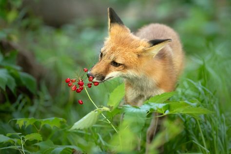 Fox Art Wallpaper, Fox Art Cute, Fox Art Illustration, White Fox Art, Cute Fox Art, Fox Eating, Arctic Fox Art, Canine Reference, Fox Eat