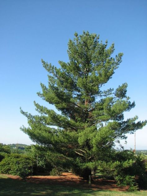 Pinus strobus 'Torulosa' - twisted eastern white pine Pinus Strobus, Cedar Plant, Eastern White Cedar, Eastern White Pine, Oc Board, Landscape Plants, Plant Tree, Wildlife Gardening, Childhood Nostalgia