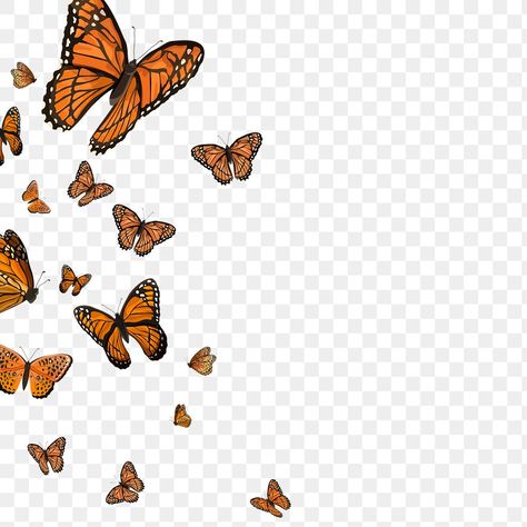 Orange Butterfly Aesthetic, Monarch Butterfly Aesthetic, Border Transparent, Png Border, Butterfly Monarch, Png Butterfly, Butterfly Aesthetic, Aesthetic Butterfly, Butterfly Png