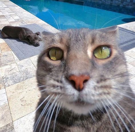 Manny The Selfie Cat on Instagram: "🏖" Selfie Cat, Alien Stage, On Instagram, Instagram