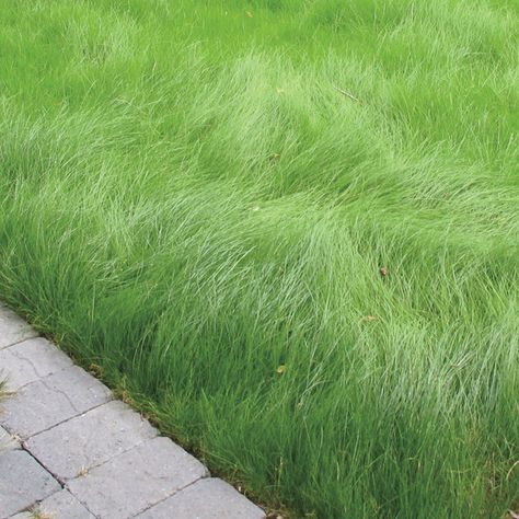 Grass Alternative, Lawn Alternatives, Diy Lawn, Aerate Lawn, Grasses Landscaping, Grasses Garden, Garden Shrubs, Home Landscaping, Ground Cover