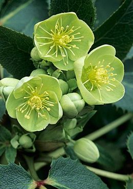 Delicate green flowers Helleborus Argutifolius, Surreal Garden, Lenten Rose, Green Wave, Shade Plants, Delphinium, Ranunculus, Exotic Flowers, Flower Beauty