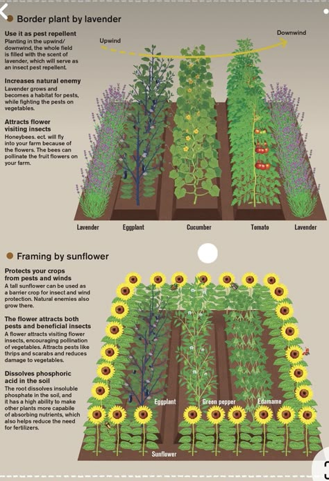 Taman Air, Container Pool, Vegetable Garden Planning, Homestead Gardens, Backyard Vegetable Gardens, Veg Garden, Backyard Farming, Home Vegetable Garden, Vegetable Garden Design