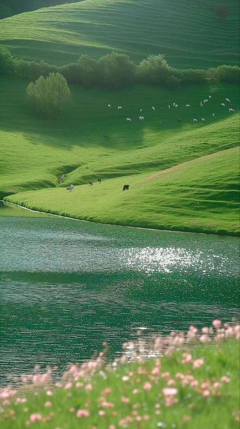 숲 사진, Futurisme Retro, Green Hills, Pretty Landscapes, Alam Yang Indah, Landscape Wallpaper, Nature Aesthetic, Green Grass, Green Aesthetic