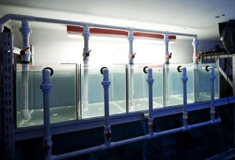 fish breeding setup Betta Breeding, Saltwater Aquarium Setup, Aquarium Sump, Aqua Farm, Fish Room, Goldfish Tank, Diy Fish Tank, Fish Hatchery, Fishing Room