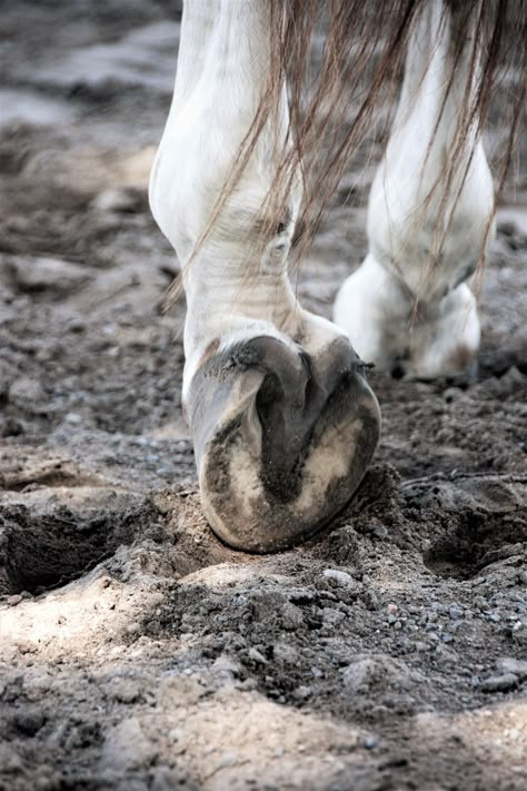 Horse Hooves Reference, Horse Hooves Aesthetic, Centaur Aesthetic, Horse Hoof, Horse Anatomy, Equestrian Art, Thoroughbred Horse, Horse Drawings, Horse Sculpture