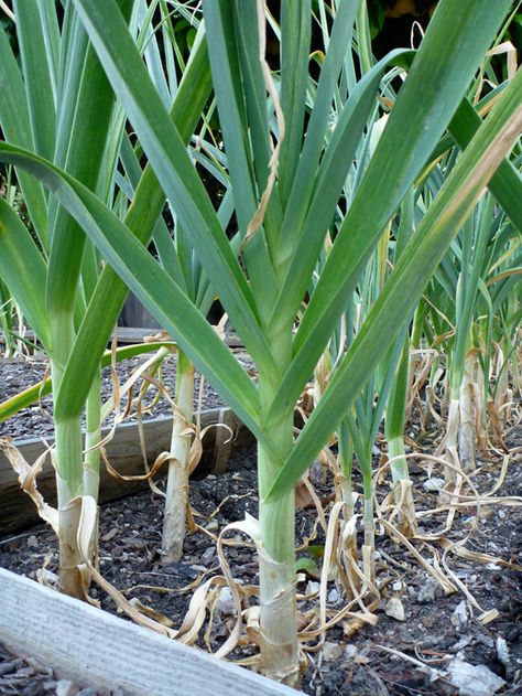 The Trick of Knowing When to Harvest Garlic. (Tried this last year and lost my garlic experiment by waiting too long to "harvest" my 2 bulbs.) When To Harvest Garlic, Harvest Garlic, Garlic Garden, Flag Diy, Growing Garlic, Indoor Vegetable Gardening, Plants Growing, Organic Vegetable Garden, Garden Veggies