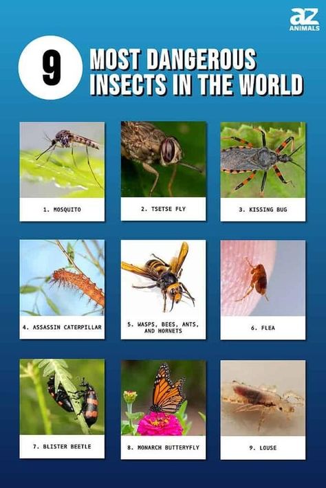 The 9 Most Dangerous Insects in the World (and the Damage They Can Cause) Poisonous Insects, Silkworm Moth, Tsetse Fly, Most Dangerous Animals, West Nile Virus, Tropical Africa, Dangerous Animals, The Animals, Planet Earth