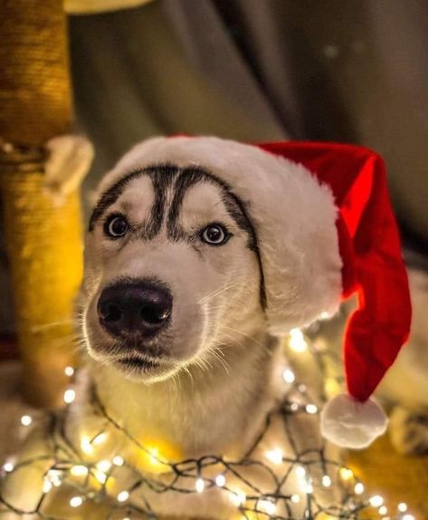 Christmas Pfp Funny, Iceland In Winter, Aesthetic Animals, Pictures Of Animals, Birth Of Jesus Christ, Santa Claus Reindeer, Christmas Dogs, Snow Dogs, Winter Animals