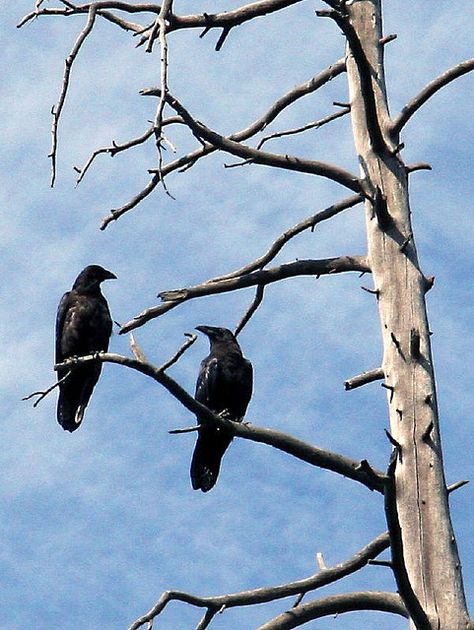 ravens in tree | Two Ravens Were Sitting in a Tree. Two Ravens, Two Crows, Raven In Tree Tattoo, Ivy Tree, Raven On Tree Drawing, Raven Holding Something, Crows In Trees, Crow Raven Difference, Osprey Bird