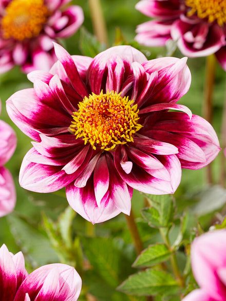 Dahlia Tubers And Bulbs for Sale | DutchGrown™ | Page 3 Dahlia Bulbs, Dahlia Tubers, Summer Garden, Season Colors, Summer Flowers, Dahlia, Fascinator, Happy Halloween, Plants