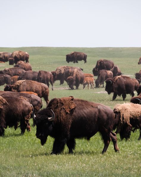 🦬 📸 by Stephen Pedersen #bison #wildlife #nature #wildlifephotography #yellowstone #naturephotography #photography #travel #yellowstonenationalpark #travelphotography #wyoming #adventure #explore #usa #americanbison #buffalo #findyourpark #landscape #nationalpark #bisonstrong #bisonlover #Yoga #YogaLeggings #Leggings #HeatherWagenhals #WayOfTheBison Buffalo Pictures, Plains Landscape, M Bison, Bison Art, From Sea To Shining Sea, No Man's Land, Bull Tattoos, Animal Agriculture, Raise Chickens