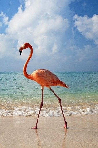 Playboy Jewelry, Flamingo Pictures, Flamingo Bird, Beach Images, Flamingo Art, Pink Bird, Pink Flamingo, Pink Flamingos, Dominican Republic