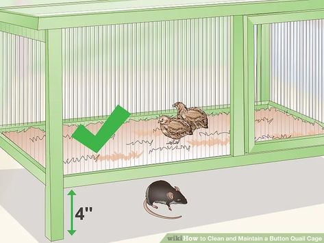 Indoor Quail Cage, Button Quail Enclosure, Button Quail Housing, Quail Indoors, Quail Cage Ideas, Button Quail Housing Indoor, Quails Cage, Indoor Quail Coop, Indoor Quail