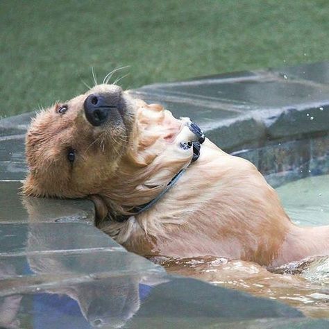 We’ve found some cute canines who love floating around in the water and relaxing. Golden Retriever Mix, Golden Retrievers, Dog Gifs, Dog Memes, 귀여운 동물, Animal Memes, Cute Funny Animals, I Love Dogs, Dog Life