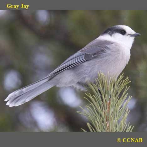 Gray Jay Canada Jay, Gray Jay, Nuthatches, Jay Bird, Image Nature, Chickadees, Bird Sculpture, Bird Pictures, Bird Drawings