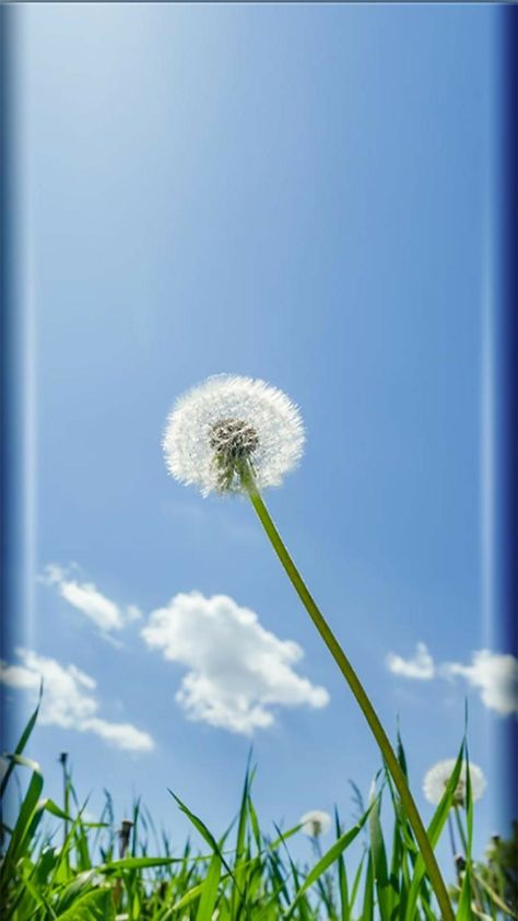 Dandelion iPhone case Hilight Covers Instagram Vintage, Wqhd Wallpapers, Wallaper Phone, Wallpaper Edge, Android Wallpaper Blue, S8 Wallpaper, Hd Nature Wallpapers, Blue Wallpaper Iphone, Mini S