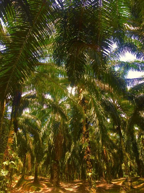 Shutanhutan sawit Danish Men, Shadow Pictures, Indonesia, Plants, Quick Saves, Nature