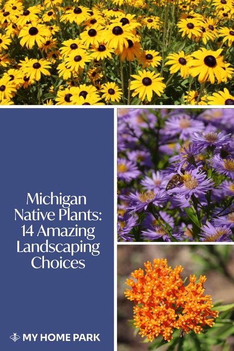 Native Garden Michigan, Michigan Landscape Ideas, Michigan Pollinator Garden, Michigan Landscaping Ideas Front Yards, Front Yard Landscaping Michigan, Michigan Native Garden, Michigan Native Flowers, Michigan Perennial Garden, Native Michigan Landscaping