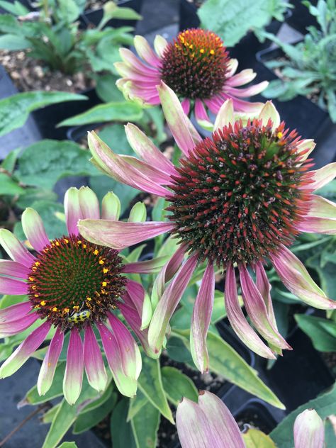 Echinacea Green Twister, Its Hard, Plant Tags, Herbaceous Perennials, Garden Care, Honey Colour, Green And Pink, Types Of Plants, Hydrangea