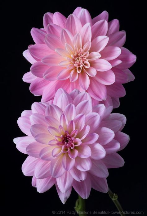 It's a Girl Dahlias © 2014 Patty Hankins BeautifulFlowerPictures.com Kristina Webb, Flower Gardens, Dahlia Flower, Beautiful Flowers Pictures, Flower Farm, Exotic Flowers, Flower Backgrounds, Flowers Nature, Beautiful Blooms