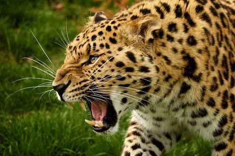 Angry Animals, Amur Leopard, Leopard Cub, Cat Sanctuary, Animal Instinct, Clouded Leopard, Realistic Tattoo, Animal References, African Wildlife