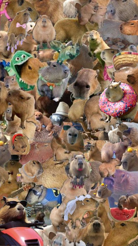 Capybara wallpaper Capybara Wallpaper, Capybara Pet, Cute Animals, Collage, Animals