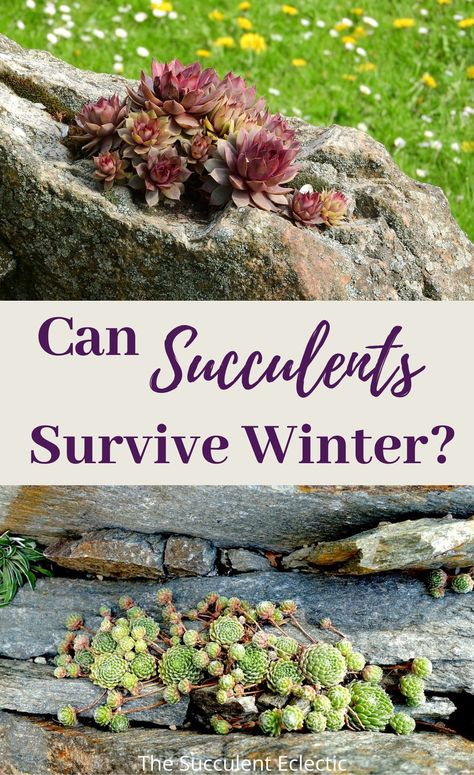 Succulents In Winter, Outdoor Succulent Garden Pots, Care For Succulents, Succulents Care, Outdoor Succulents, Succulent Garden Outdoor, Succulent Outdoor, Hardy Succulents, Survive Winter