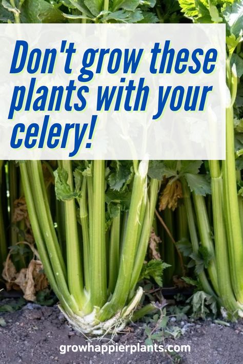 Unlock the benefits of companion planting for celery! Boost yields, deter pests, and enhance garden health with these tips. Celery Companion Planting, Celery Plant, Growing Celery, Best Companion Plants, Companion Planting Vegetables, Nitrogen Fixation, Companion Gardening, Flea Beetles, Bush Beans