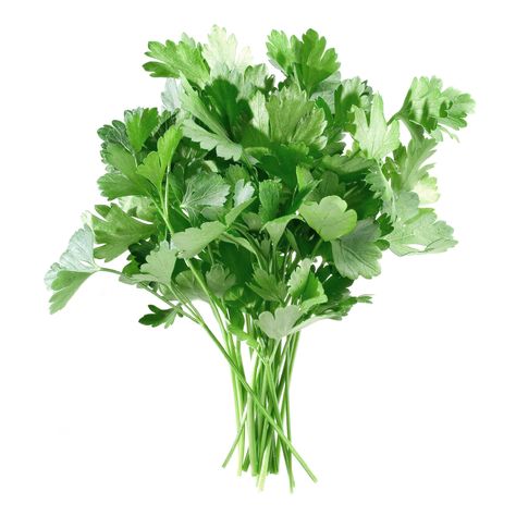 Parsley Parsley Benefits, Growing Parsley, Fall Allergies, Metabolic Diet, Fast Metabolism Diet, Natural Remedy, Herb Seeds, Coriander Seeds, Natural Living