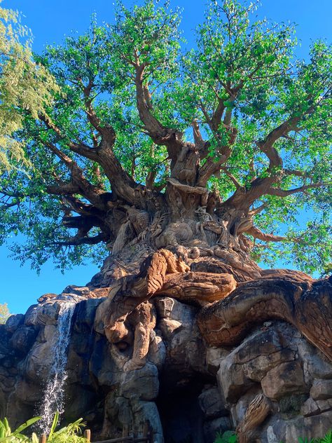 Disney World Animal Kingdom, Disney Phone Backgrounds, Disney World Magic Kingdom, Park Photography, Disney Photos, The Tree Of Life, Park Photos, Disney Disney, Happiest Place On Earth