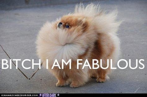 so i usually don't post things with bad words...but this was just too much! haha!!! Lou Dog, Baby Pomeranian, Spitz Pomeranian, Im Fabulous, Cutest Animals, Blue Merle, E Card, Siberian Husky, Funny Animal