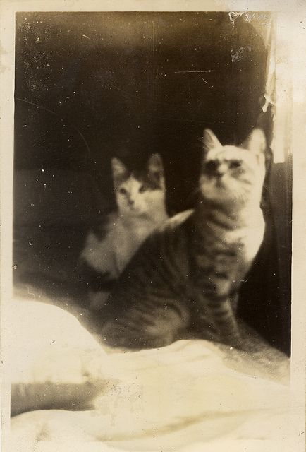 be still, my heart. Vintage Foto's, Vintage Cats, Sweet Cat, Arte Van Gogh, Cat Photos, Two Cats, Old Cats, Cat Photography, Foto Vintage