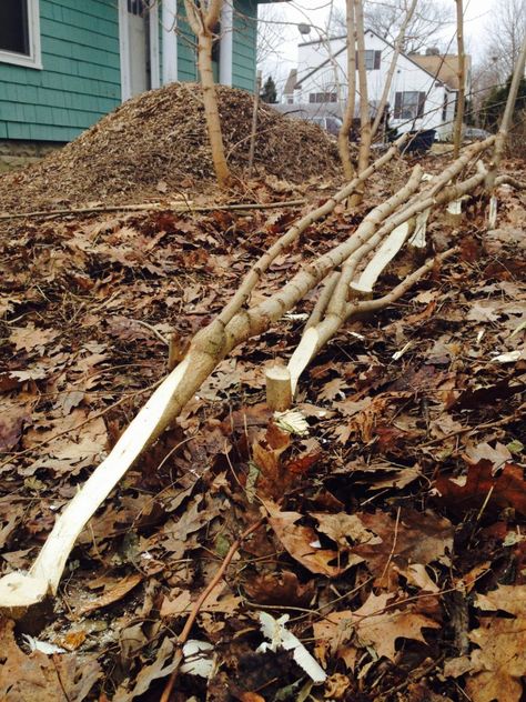 Could hedgelaying catch on in the United States? | Hello Homestead Hedgerow Fence, Sustainable Homestead, Types Of Farming, Permaculture Gardening, Farm Fence, White Picket Fence, Edible Landscaping, Deciduous Trees, Hobby Farms