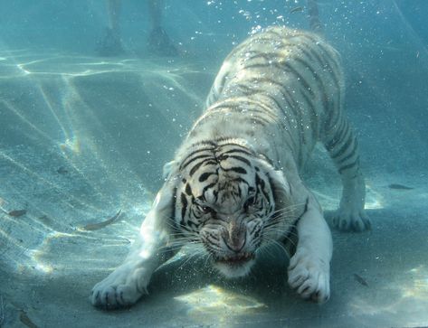 Hey Tiger, look behind you! Human drumsticks. | . A photo is… | Flickr White Tiger Aesthetic, Tiger Aesthetic, Bengal Cat Facts, Luxury Boat, Underwater City, Albino Animals, Tiger Illustration, Super Cat, Cat Crafts