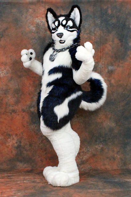 COSTUME: Husky Costume Husky Fursuit, Fursuit Photography, Fursuit Ideas, Fur Suit, Dog Mascot, Wolf Costume, Wolf Mask, Animal Costumes, Black And White Dog