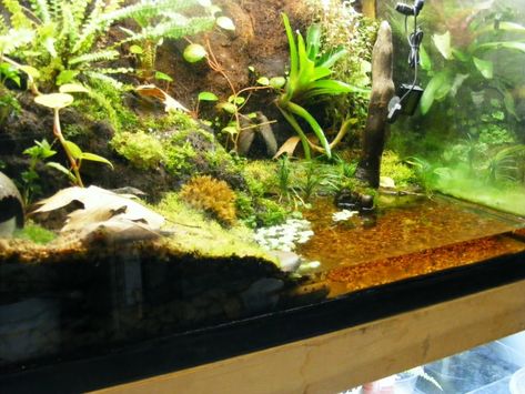 Salamander Tank, Salamander Terrarium, Vampire Crab, Aquatic Terrarium, Frog Vivarium, Crab Tank, Pet Enclosures, Tiger Salamander, Tank Terrarium