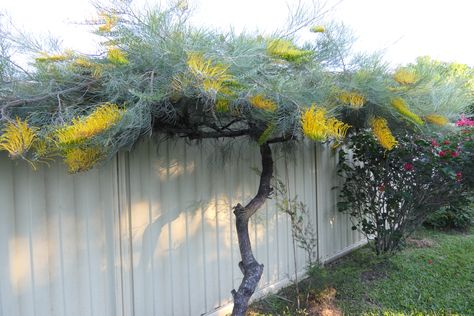 Grevillea Golden Lyre Grevillea Tree, Yellow Grevillea, Grevillea Garden, Australian Garden Design, Provence Garden, Landscaping On A Hill, Bush Garden, Backyard Walkway, Australian Native Garden