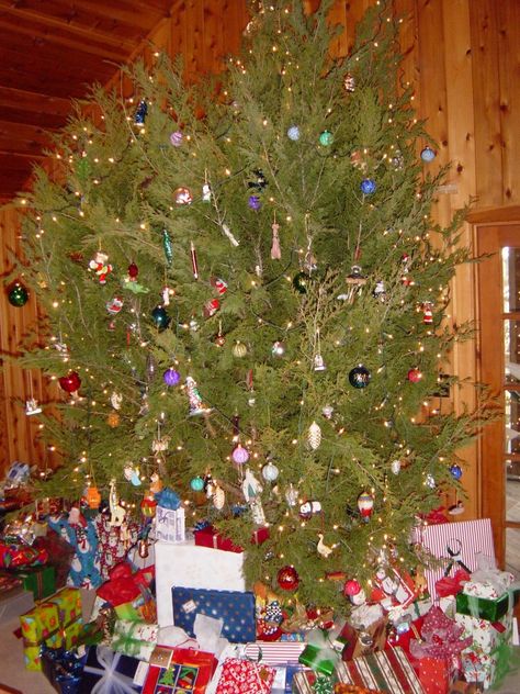 Have a Very Cedar Christmas     Daddy always found us a cedar tree. Ummmm... the smell,,,we had to put it up late for they dry out very fast. We had the big lights on our tree..lots of Tinsel. Cedar Christmas Tree, Santa Games, Boomer Style, St Simons Island Georgia, Grandparents House, Family Ranch, Cedar Tree, Christmas Traditions Family, Colored Lights