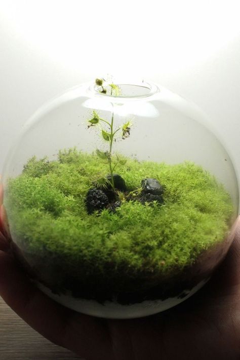 Glass Bowl Terrarium, Hardscape Ideas, Bremerton Washington, Mini Forest, Small Glass Containers, Mini Terrarium, Moss Terrarium, Decoration Garden, Vivarium