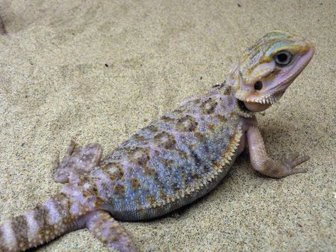 very rare (ahem and expensive) purple/blue color morph Purple Bearded Dragon, Blue Bearded Dragon, Bearded Dragon Cage, Bearded Dragon Diet, Baby Bearded Dragon, Bearded Dragon Cute, Purple Blue Color, Bearded Dragon Care, Blue Dragon