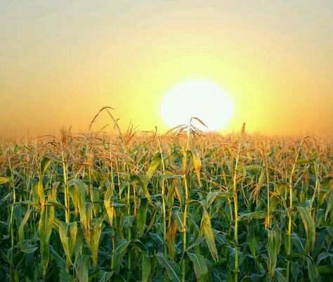 Field At Sunset, Pocket Full Of Sunshine, Corn Field, Farm Lifestyle, Field Of Dreams, Promised Land, Home Grown, Rural Life, Indian Summer