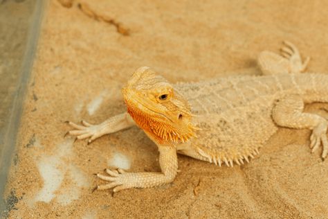 Check out everything you need to know about bearded dragon digging box substrate to give your pet a safe and healthy place to lay eggs. [DETAILS] Bearded Dragon Food List, Dragon Species, Bearded Dragon Food, Baby Bearded Dragon, Small Lizards, Light Cycle, Dragon Tail, Cute Reptiles, Female Dragon