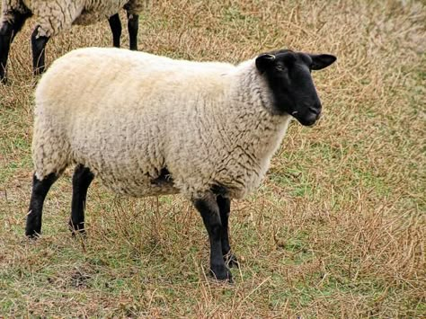 pictures of llama and alpaca and mountain goats | Suffolk Sheep | Suffolk Sheep Black Faced Sheep, Llama Pictures, Animal Pictures For Kids, Suffolk Sheep, Sheep Face, Nubian Goat, Aries Ram, Sheep Crafts, Sheep Shearing