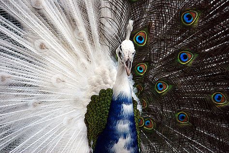 Half White Peacock | Recent Photos The Commons Getty Collection Galleries World Map App ... Albino Peacock, Albino Animals, White Peacock, Peacock Bird, Most Beautiful Animals, Tropical Forest, A Train, Beautiful Creatures, Beautiful Birds