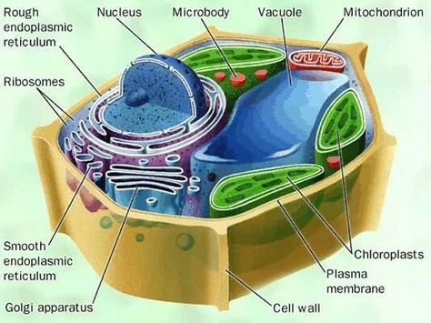 Plant Cell Picture, Human Cell Diagram, Cell Structure And Function, Plant Cell Diagram, Plant Cell Model, Printable Job Applications, Facts About Plants, Human Body Printables, Kids Facts