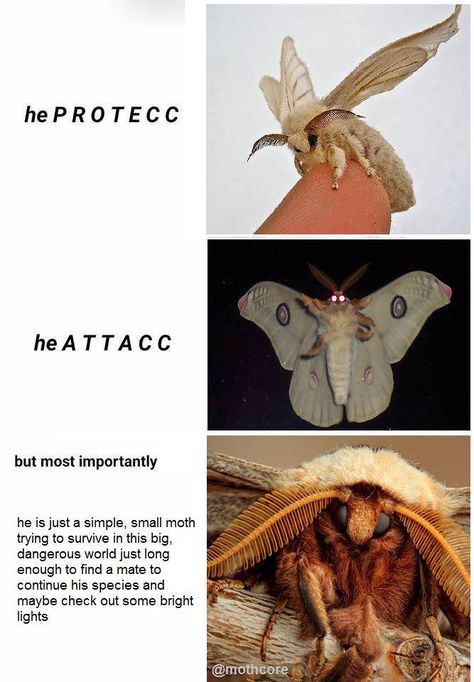 27 Moth Memes That Will Bring You Towards The Light - Funny Gallery Cute Moth, The Moth, 웃긴 사진, Arachnids, Meme Template, Wholesome Memes, Cute Little Animals, 귀여운 동물, Animal Memes