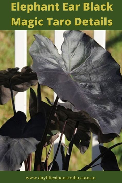 How to grow, propagate, plant elephant ear black magic taro bulb Black Elephant Ears, Colocasia Esculenta, Australian Photography, Australian Wildlife, Elephant Ears, Daylilies, Australian Art, Australian Cattle Dog, Cattle Dog